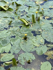 Nuphar lutea