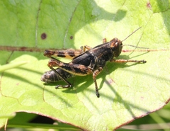 Melanoplus bruneri