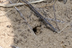 Cataglyphis aenescens