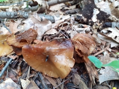 Philonthus caeruleipennis