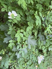 Rosa canina