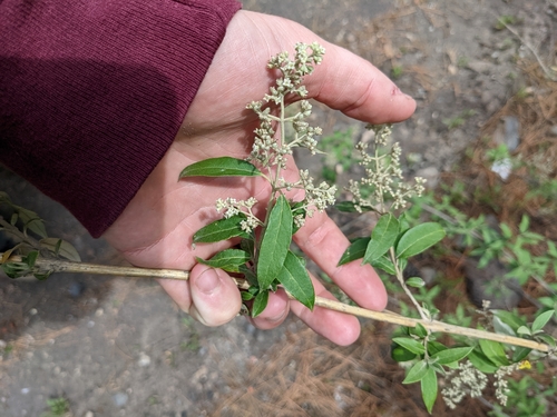 Buddleja parviflora (Buddleja parviflora)