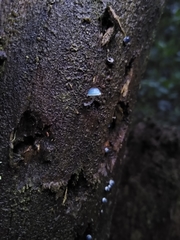 Mycena cyanocephala
