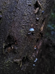 Mycena cyanocephala