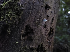 Mycena cyanocephala