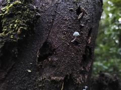 Mycena cyanocephala