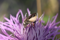 Megachile centuncularis