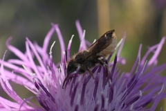 Megachile centuncularis