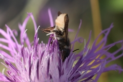 Megachile centuncularis