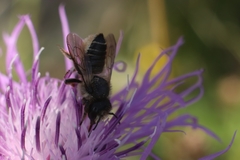 Megachile centuncularis