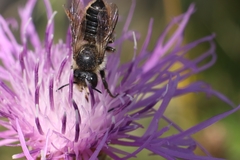Megachile centuncularis