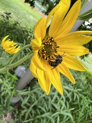 Melissodes subillatus