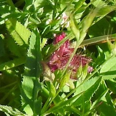 Parentucellia latifolia