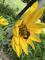 Melissodes subillatus