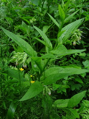 Symphytum orientale
