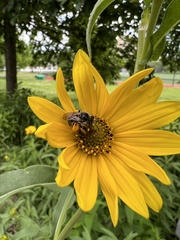 Melissodes subillatus