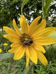 Melissodes subillatus