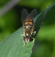Toxomerus marginatus