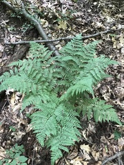 Dryopteris intermedia
