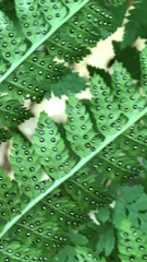 Dryopteris intermedia