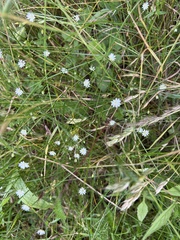 Stellaria graminea