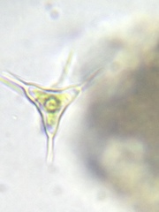 Staurodesmus cuspidatus