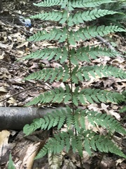 Dryopteris intermedia