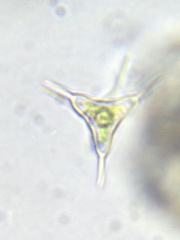 Staurodesmus cuspidatus