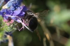 Anthophora