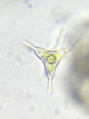 Staurodesmus cuspidatus