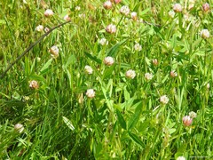 Trifolium strictum