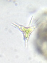 Staurodesmus cuspidatus