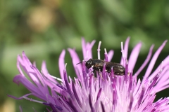 Hylaeus