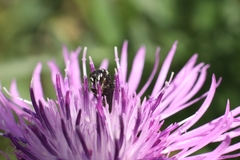 Hylaeus