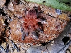 Neischnocolus yupanquii