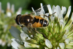 Eristalis arbustorum