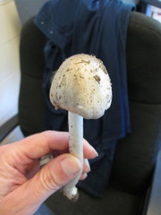 Amanita submaculata