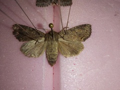 Lacanobia radix