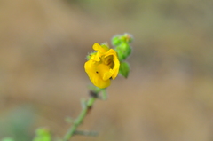 Chamaecrista amiciella
