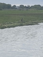 Phalacrocorax carbo carbo