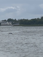 Phalacrocorax carbo carbo