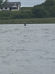 Phalacrocorax carbo carbo