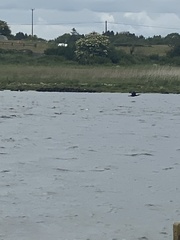 Phalacrocorax carbo carbo