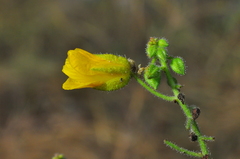 Chamaecrista amiciella