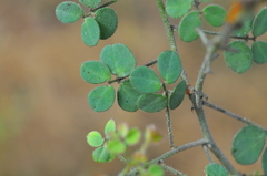 Chamaecrista amiciella