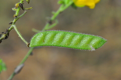 Chamaecrista amiciella