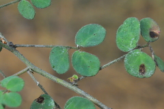 Chamaecrista amiciella