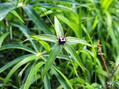 Paris polyphylla stenophylla