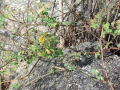 Chamaecrista amiciella