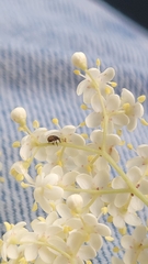 Glyptobaris lecontei